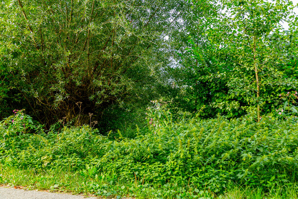 Thumbnail: _JA 40708 Natur pur .jpg